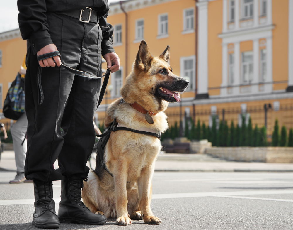 SAB Professional - k9